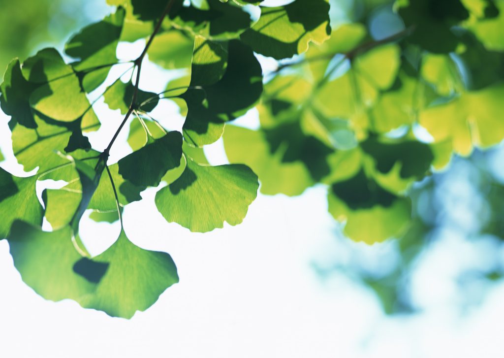 アイテムタイトル-1